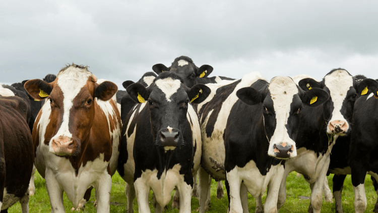 Novas exigências da Europa acendem alerta no agro brasileiro e podem impactar a pecuária de corte