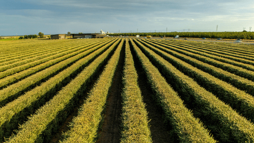 Crise e Dívidas Rurais: renegociação ganha força no Congresso e pressiona o agro em 2026